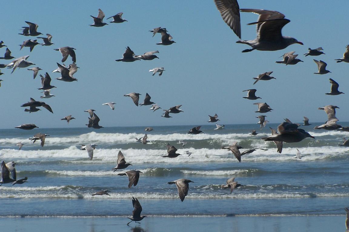 Birds flying overhead