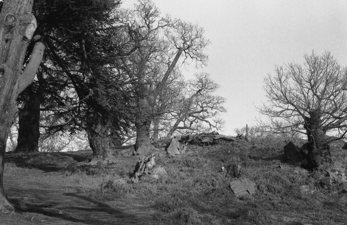 bradgate trees