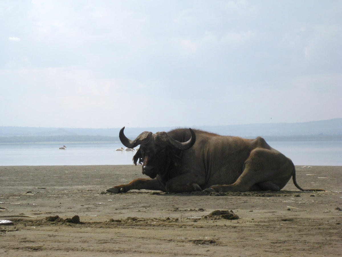 buffalo