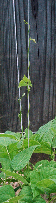 Climbing Beans