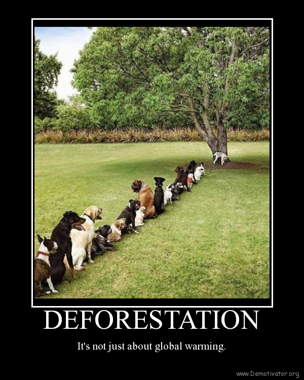 Deforestation