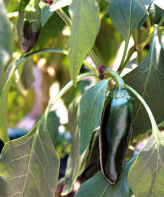Jalapenos