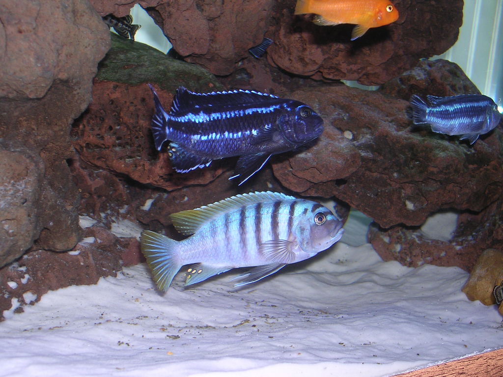 Jalo Reef, African Cichlid