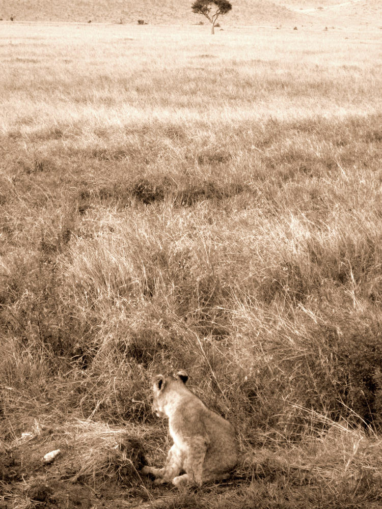 kitty