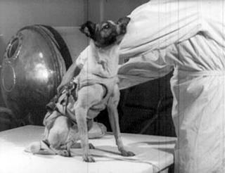 laika 2