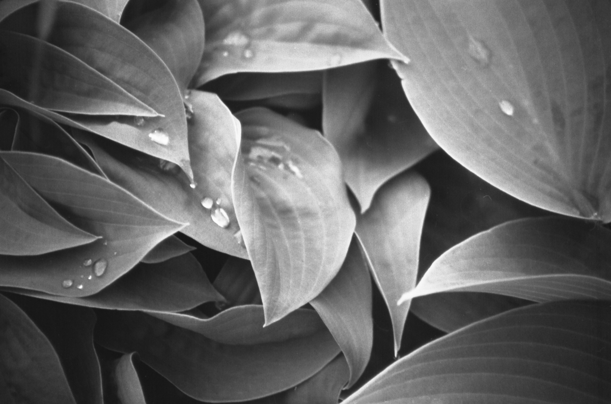 leaves & water