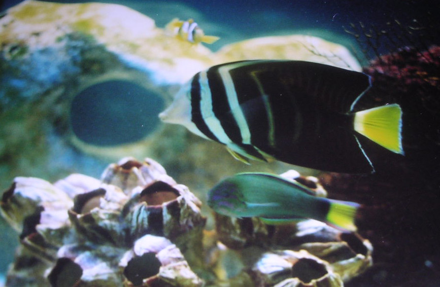 Pacific Sailfin Tang