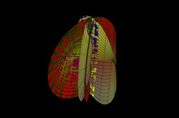 SCRN 3