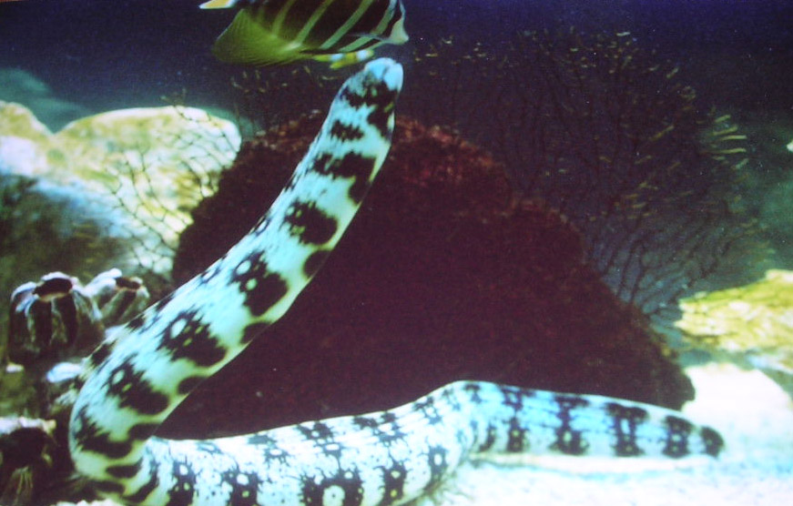 Snowflake Moray Eel