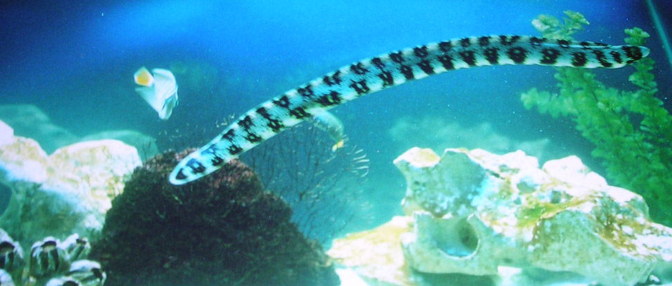 Snowflake Moray Eel