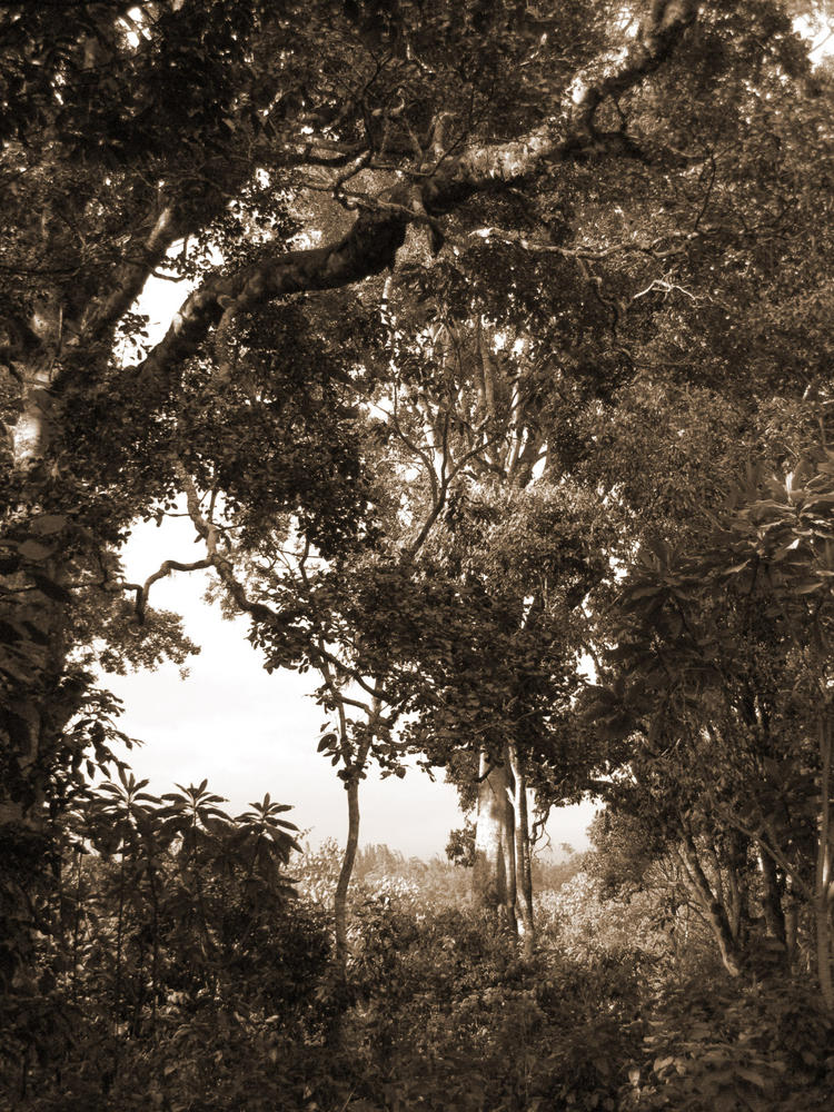 trees