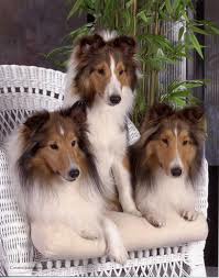 tripledog