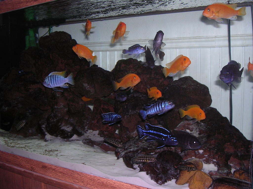 Various African Cichlids (Mbuna)