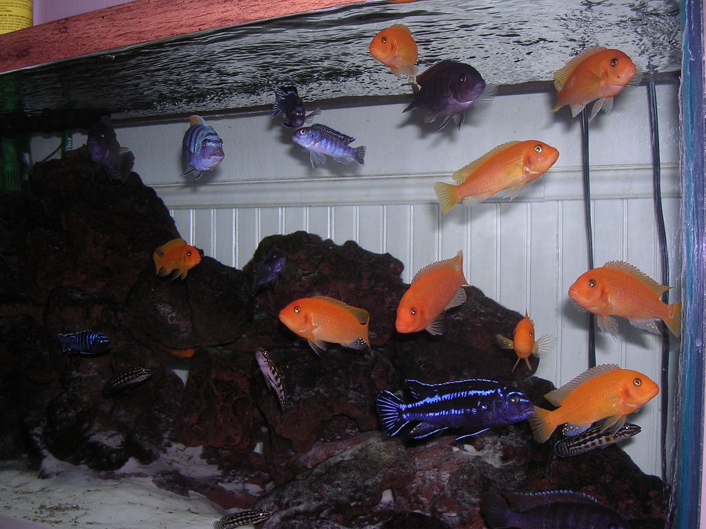 Various African Mbuna Cichlids